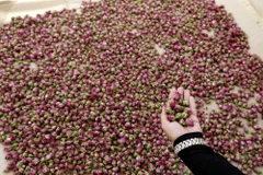 Một phụ nữ Syria nhặt những nụ hoa hồng Damask dùng làm nước hoa hồng, tại làng Marah, phía bắc thủ đô Damascus. (Nguồn: AFP)