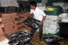 25 tấn cá nục bị nhiễm độc Phenol trong kho lạnh của bà Lê Thị Thuộc, thị trấn Cửa Tùng. (Ảnh: Thanh Thủy/TTXVN)