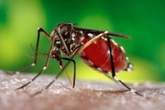 Muỗi cái Aedes aegypti được nghiên cứu tại Trung tâm kiểm soát dịch bệnh Mỹ. (Nguồn: Bloomberg/TTXVN)