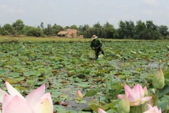 (Ảnh minh họa: Bùi Như Trường Giang/TTXVN)