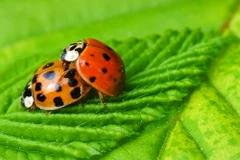 Ngắm nhìn những loài côn trùng xinh đẹp trong ngày "giết sâu bọ"