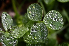 Mưa đọng trên cỏ ba lá tại Kempten, Đức. (Nguồn: EPA)