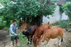 Được hỗ trợ 2 con bò từ chương trình 135, gia đình anh Lương Văn Phú, dân tộc Thái ở xóm Phong Quang, xã Quế Sơn, huyện Quế Phong đã thoát nghèo bền vững. (Ảnh minh họa: Thanh Tùng/TTXVN)