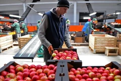 Công nhân phân loại hoa quả tại một kho hàng ở làng Bucovat, Moldova, một trong các quốc gia chịu ảnh hưởng từ tác động của lệnh cấm nhập khẩu lương thực, thực phẩm của Nga. (Nguồn: AFP/TTXVN)