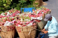 Thu hoạch Thanh long. (Ảnh: Đình Huệ/TTXVN)