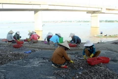 Những người phụ nữ phân loại cá tại cảng cá Cửa Việt, huyện Gio Linh, tỉnh Quảng Trị. (Ảnh: Tuấn Anh/TTXVN)