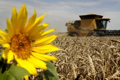 Ảnh minh họa. (Nguồn: AFP/TTXVN)