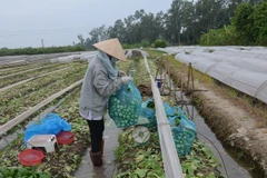 (Ảnh minh họa: Đỗ Phương Anh/TTXVN)