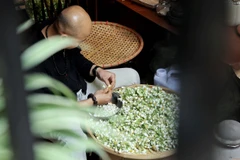 [Photo] Chuyên gia hướng dẫn cách ướp trà hoa bưởi của người Hà Nội