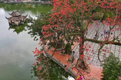 [Photo] Hoa gạo bung nở đỏ rực rỡ bên góc sân chùa Thầy