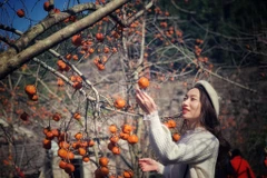 [Photo] Rực rỡ sắc màu cao nguyên Mộc Châu những ngày đầu Xuân