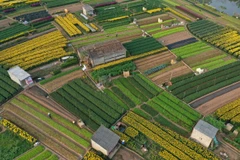 [Photo] Ngắm cánh đồng hoa Viên Sơn rực rỡ sắc màu ngày Xuân