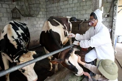 Nhân viên Chi cục Thú y tiêm vắcxin tụ huyết trùng cho đàn bò sữa của các hộ gia đình tại huyện Văn Giang, Hưng Yên. (Ảnh: Phạm Kiên/TTXVN)
