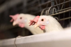 Trung Quốc: Thủ phủ tỉnh Giang Tây cấm kinh doanh gia cầm sống