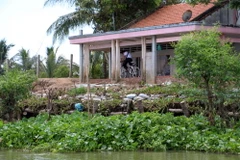 Sạt lở bờ bao đường dân sinh nên người dân phải đi tạm “đường” bên trong nhà một hộ dân trên cồn Phú Bình. (Ảnh: Trần Thị Thu Hiền/TTXVN)