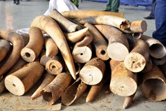 Ảnh minh họa. (Nguồn: TTXVN)