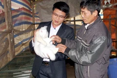 Anh Trần Sỹ Trung (trái), Phó Chủ tịch xã Quế Sơn (Sơn Động, Bắc Giang) trong Dự án 600 trí thức trẻ hướng dẫn người dân chăm sóc thỏ. (Ảnh: Đồng Thúy/TTXVN)