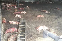 Cháy trang trại nuôi lợn, hơn 1.000 con lợn chết do ngạt khí