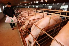 Ảnh minh họa. (Nguồn: TTXVN)