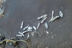 Cá chết nổi trên mặt biển. (Ảnh do người dân ấp Mũi Dừa, Kiên Giang cung cấp)/ TTXVN phát)