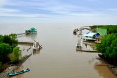Phát hiện cây gỗ "khủng" ở gần cửa biển Rạch Gốc của Cà Mau 