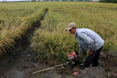 Nông dân phải bơm thoát nước cho ruộng lúa đến kỳ thu hoạch do mưa trái mùa những ngày qua tại phường 5, thành phố Vị Thanh, tỉnh Hậu Giang. (Ảnh: Duy Khương/TTXVN)