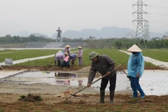 Công nhân thực hiện trồng cỏ trong Tổ hợp Quảng trường và Tượng đài Đinh Tiên Hoàng Đế. (Ảnh: Ninh Đức Phương/TTXVN)