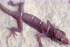 Phát hiện 4 loài bò sát mới tại Khu sinh quyển Kiên Giang