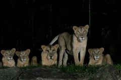 Sư tử ở công viên Night Safari. (Nguồn: Night Safari)