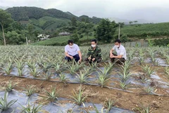 Các chương trình giảm nghèo ở Sơn La đem lại nhiều hiệu quả quan trọng. (Ảnh: Hữu Quyết/TTXVN)