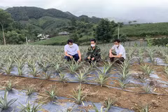 Các chương trình giảm nghèo ở Sơn La đem lại nhiều hiệu quả quan trọng. (Ảnh: Hữu Quyết/TTXVN)