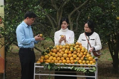 Nhiều du khách đã được trải nghiệm các trò chơi tại chương trình livestream giới thiệu, quảng bá tiêu thụ cam Vinh. (Ảnh: Bích Huệ/TTXVN)