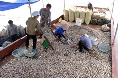 Thu hoạch ngao thương phẩm tại xã Giao Thiện, huyện Giao Thủy, Nam Định. (Ảnh minh họa: Quang Quyết/TTXVN)