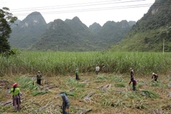 Người dân vùng trồng mía nguyên liệu thu hoạch mía. (Ảnh: Chu Hiệu/TTXVN)