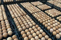 Trứng được coi là gây ra một số phản ứng không tốt đối với một số người bị dị ứng với loại thực phẩm này. (Ảnh minh họa: TTXVN phát)