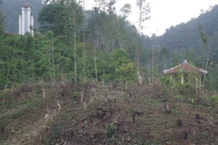 Rừng tại di tích lịch sử quốc gia Khuôn Mánh đã bị chặt trụi. (Ảnh: Hoàng Nguyên/TTXVN)