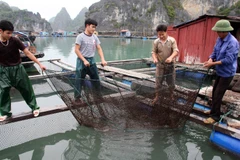 Ảnh chỉ có tính minh họa. (Ảnh: Huy Hùng/TTXVN)