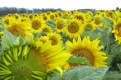 Hoa hướng dương. (Nguồn: latimes.com)