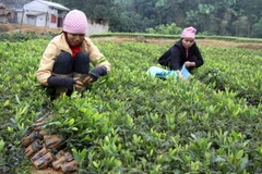 Phú Thọ hỗ trợ 21 tỷ đồng phát triển rừng sản xuất