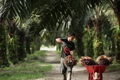 Thời tiết xấu khiến sản lượng dầu cọ tại Indonesia giảm