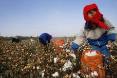 Giá bông tăng lên mức cao nhất trong hai tuần qua