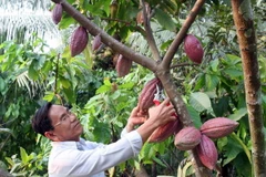 Nếu chăm sóc đúng kỹ thuật, cây ca cao sẽ cho năng suất cao. (Ảnh: Đình Huệ/TTXVN) 