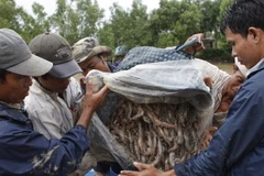 Nông dân nuôi tôm Tiền Giang đang rất phấn khởi vì giá thu mua tôm năm nay tăng gần gấp đôi năm trước. (Ảnh: Thanh Vũ/TTXVN)