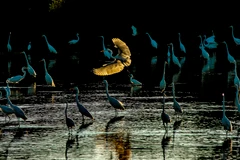 Tác phẩm 'Buổi sáng của đàn cò' được trao giải nhất. (Ảnh: BTC cung cấp)