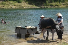 Ảnh minh họa. (Nguồn: TTXVN)