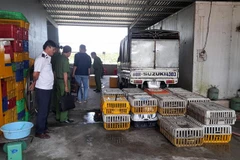 Hàng trăm con mèo còn sống không rõ nguồn gốc bị phát hiện tại hộ kinh doanh do ông Nguyễn Huy Quyền làm chủ. (Ảnh: TTXVN phát)