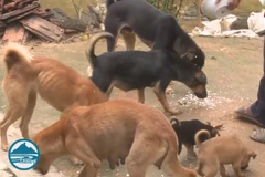 (Nguồn: Đài Phát thanh và Truyền hình Phú Yên)