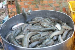 Thu hoạch cá lóc. (Ảnh minh họa: Nguyễn Văn Trí/TTXVN)