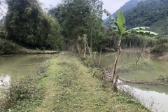 Nước dâng làm ruộng lúa ngập không thể canh tác. (Nguồn: TTXVN)