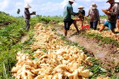 Người dân xã Biển Bạch Đông huyện Thới Bình thu hoạch gừng non để bán cho thương lái. (Ảnh: Huỳnh Thế Anh/TTXVN)